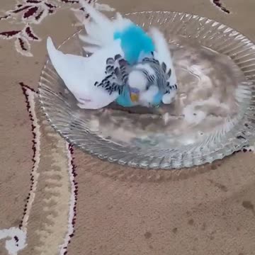 My sweetie 🥰 Love to Bath | Australian parrot .