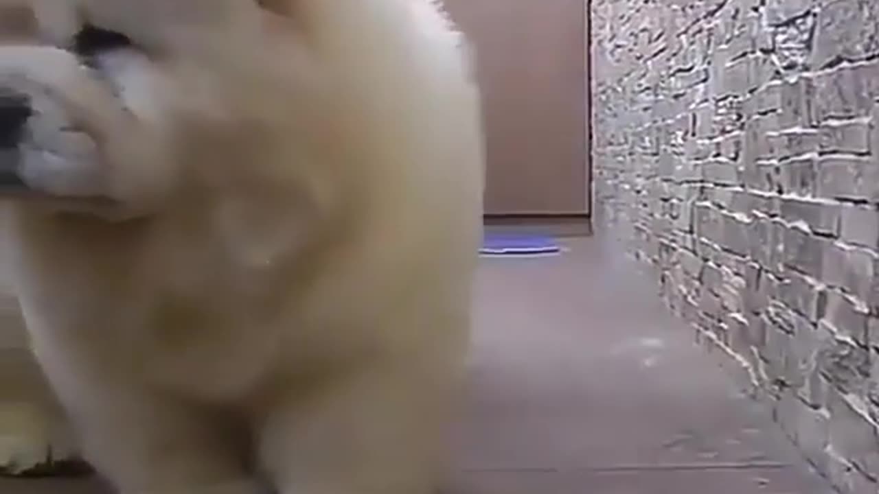 Cute and funny animals