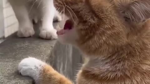 Funny cats video funny