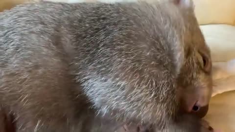 OMG! You Won't Believe How Cute These Wombats Are #26