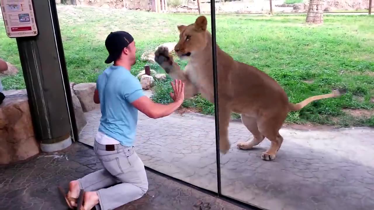 ‼️ How to play with lion's at the zoo😱😱