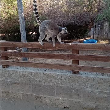 Phoenix Arizona Wildlife World Zoo