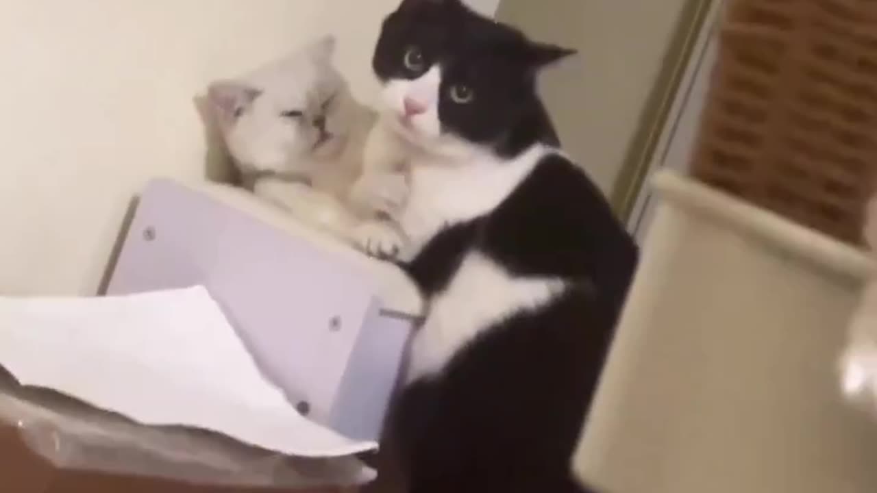 Cat loves video