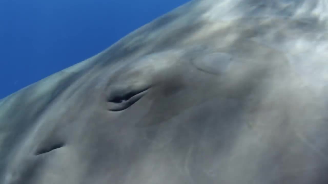 Sperm Whale Greeting