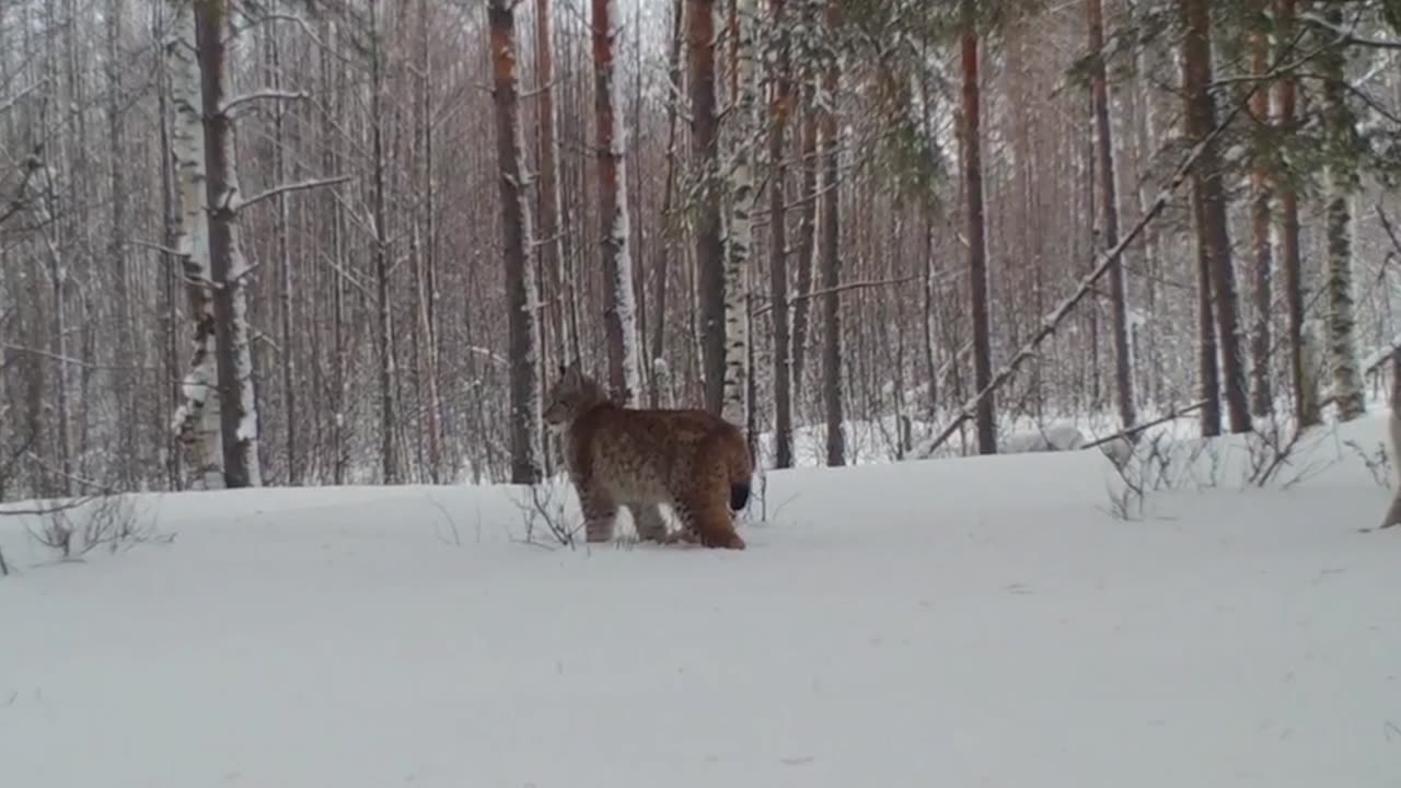 Beautiful Lynx family caught on trail cam 👍