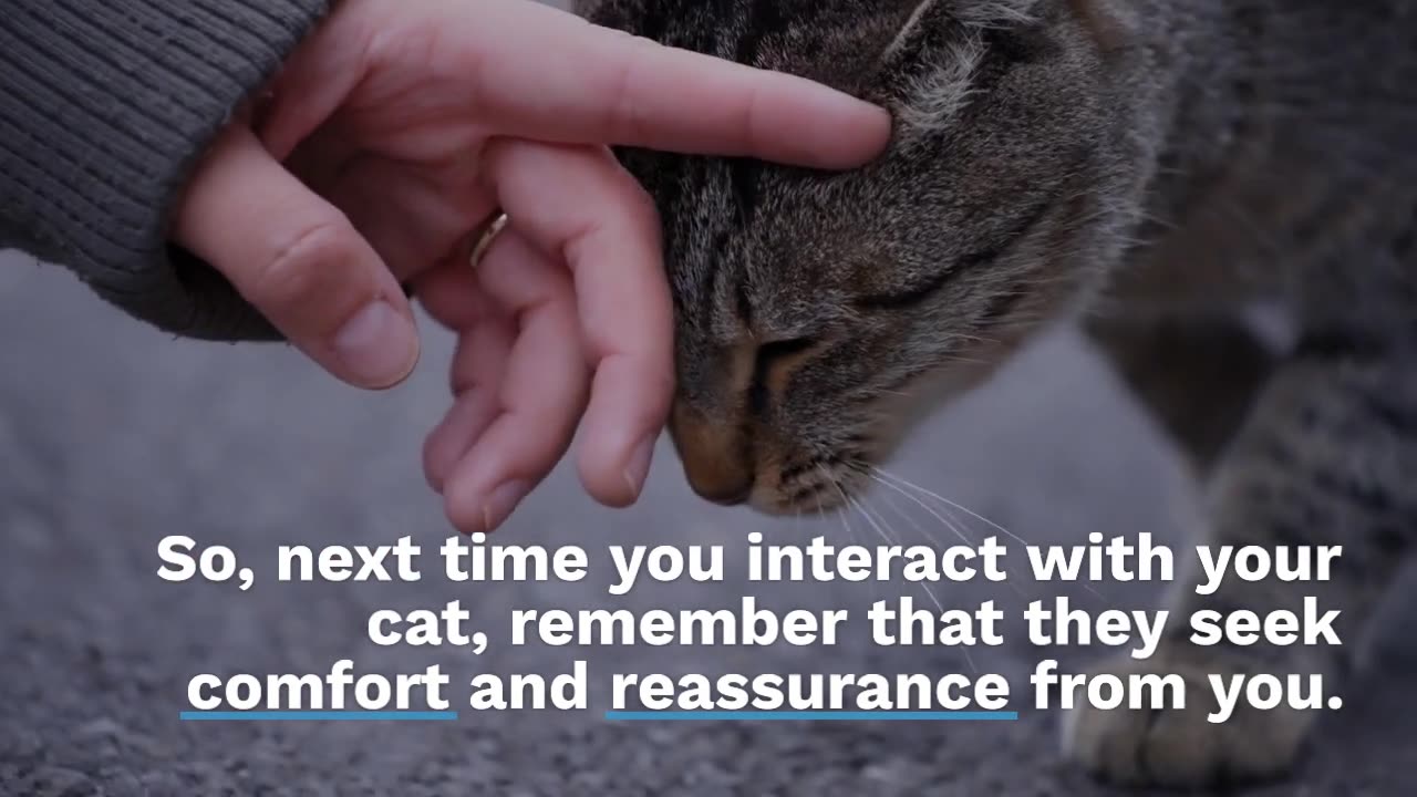 The Surprising Attachment Between Cats and Humans