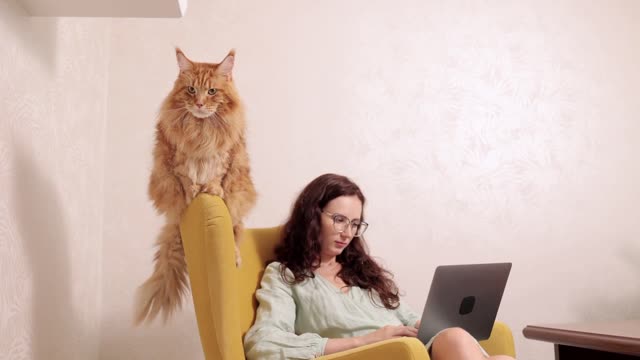 cute orange cat, with woman