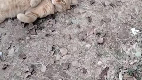 Cute Cat Sound Video By Kingdom Of Awais
