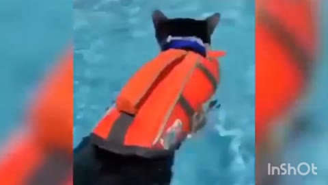 😂😹Dogs and Cats Funny😱😱Animal's Video 2023