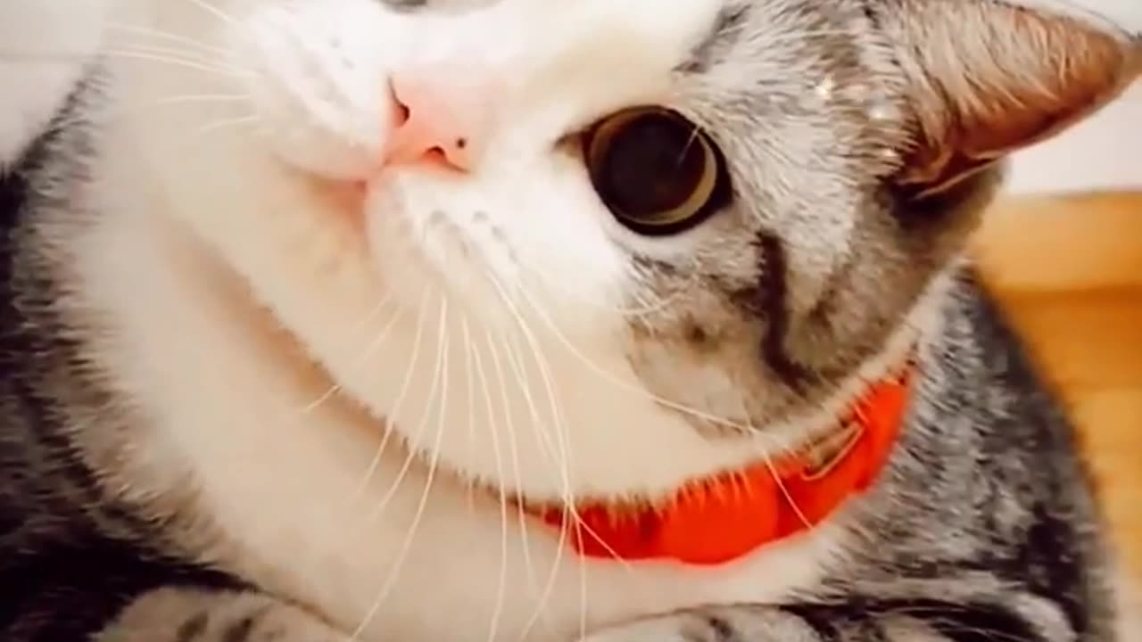 Cat Funny Reaction | Funny Animals Compilation Videos 2023 | Animals Funny Videos #shorts #animals