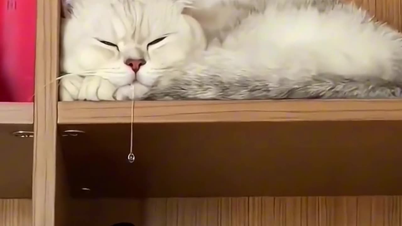 "Playful Kittens: Cute Cat Compilation for a Purrfect Day!"