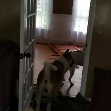 Disappearing blanket trick with akita