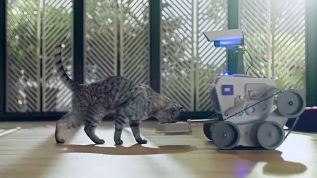 Love Doctor_ The Right Cat Diet - Whiskas K.I.T. 2020._2