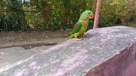 Dance parrot