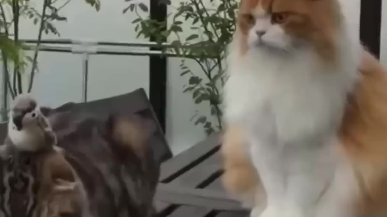 Funny Animals Shorts 187 :-) rooster & cat friendship 😂 Cats Dogs Funny animals shorts