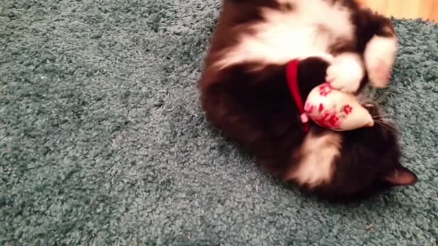 Cat goes bonkers for catnip toy