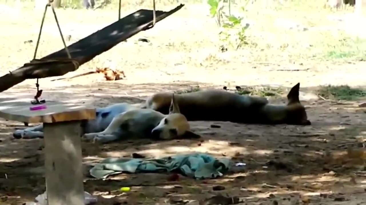 Prank with funny 🐕 fake lion🦁 & Tiger prank with street dogs😂😂🤣