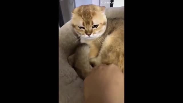 Funniest Cat And Dogs 😂 Funny Animal Videos 2022