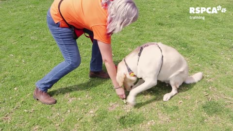 Dog training videos best