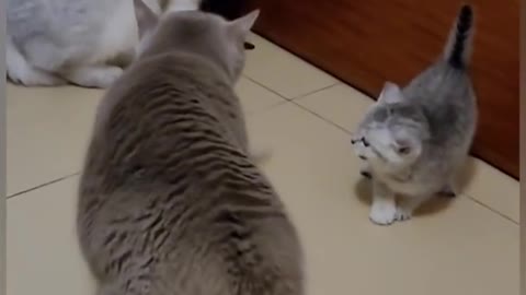 Cats funny family fight