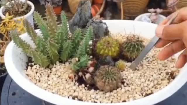 Teach you how to make bonsai easily 2
