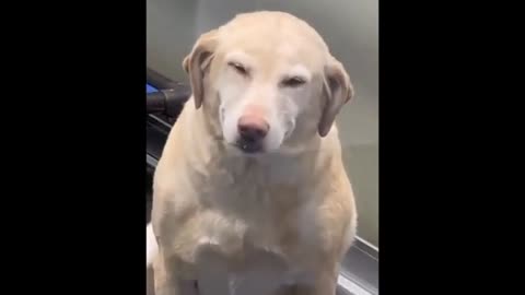 Funny Animals Videos