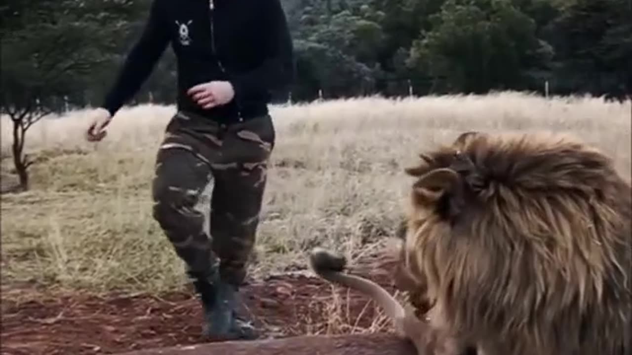 Play with a big male lion