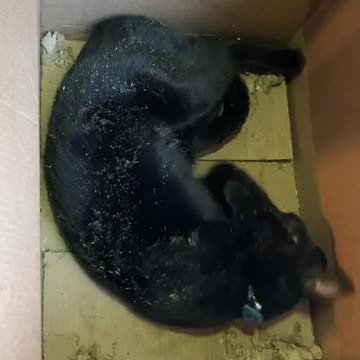 Funny catnip cat in a box