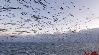 Seagulls Flock Over Fisherman