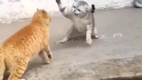 Cat fight 👑 😍 🐱💥🐱🎇#animals #funnyvideo #shorts #watch