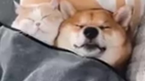 Funny dog videos || Viral video || Anima funny videos