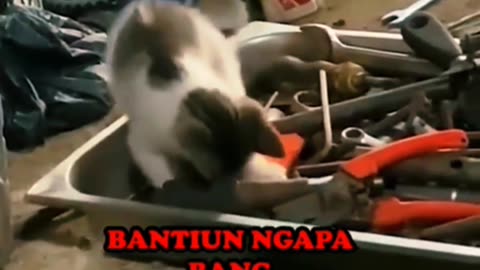 Video Kucing Lucu || Karyawan baru 😅