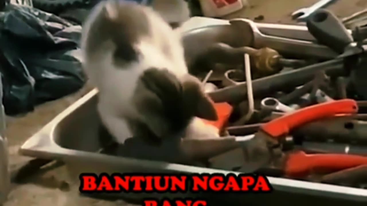 Video Kucing Lucu || Karyawan baru 😅