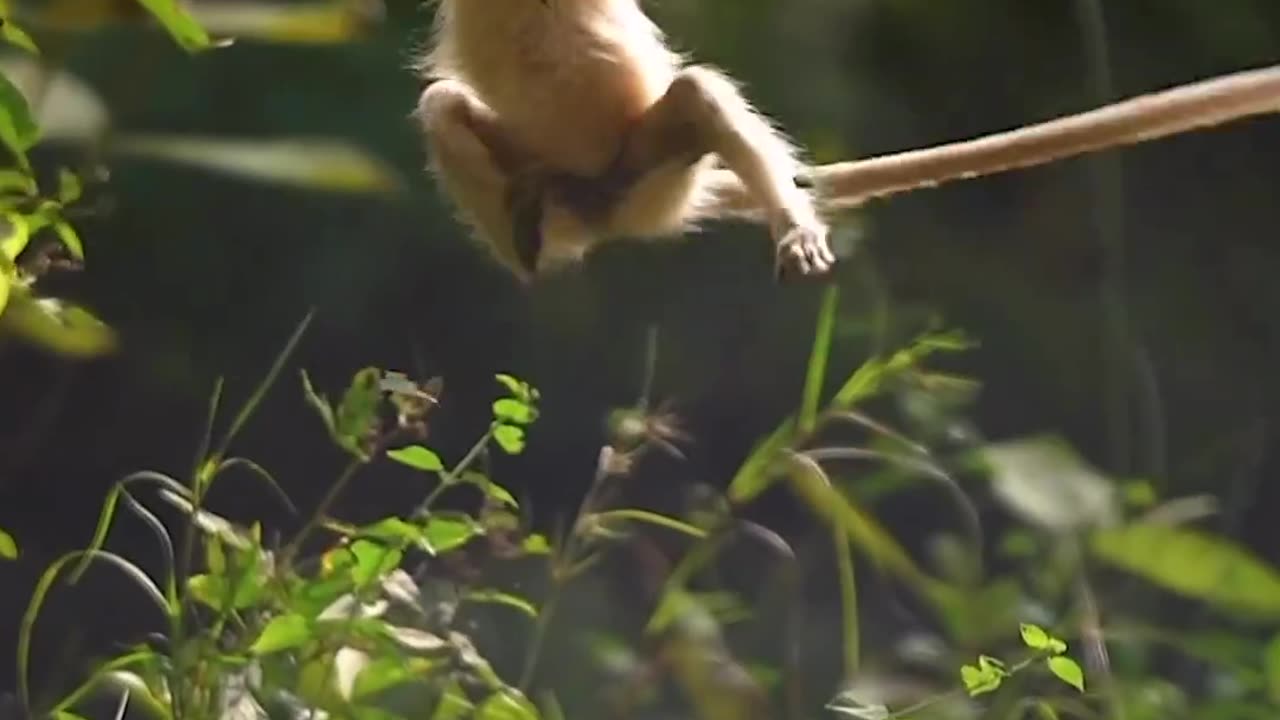 All animal in one frame