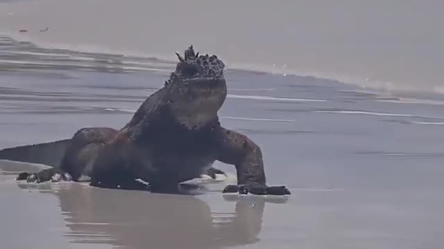 Meet Mini Godzilla on Beach 🦖