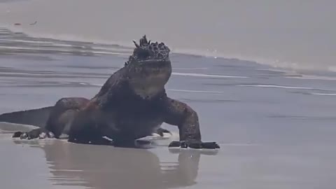 Meet Mini Godzilla on Beach 🦖