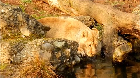 Thirsty Lion Drinking Water In a Rush