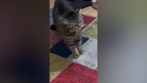Crazies Funniest Cats and Dogs Videos 😄😄😄