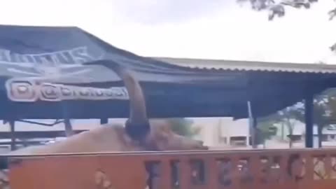 Churrasco, Um Boi Inteiro ???