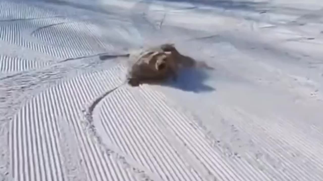 this video show us how we are too far from giving freedom to dogs .