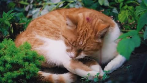 Working on a Cat Using Voice | See your cat's reaction