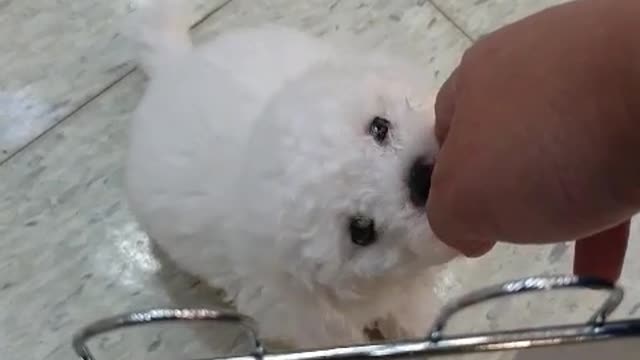 A puppy waiting for its owner at the adoption center.