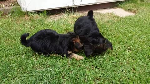 Yorkshire terrier puppies - Jorkšírský teriér štěňata