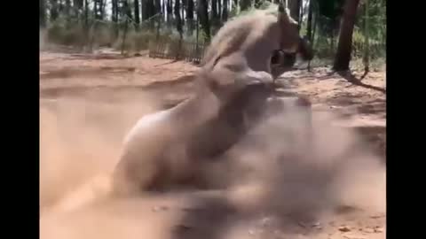 Funny and Cute Horses That Will Change Your Mood For Good