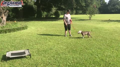 Dog training in the acedmy
