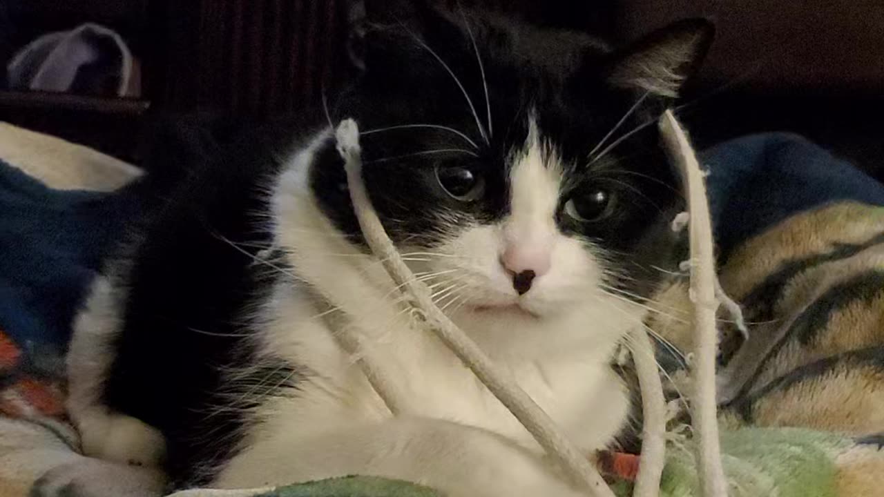 Very playful cat playing with het toy