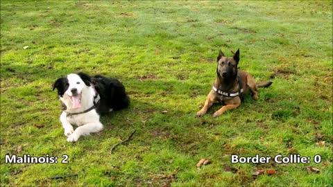 Belgian Malinois vs Border Collie