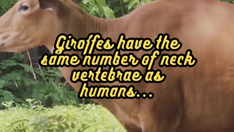 Animal Facts Giraffe Neck #shorts