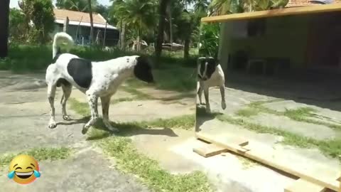 Dog and the mirror
