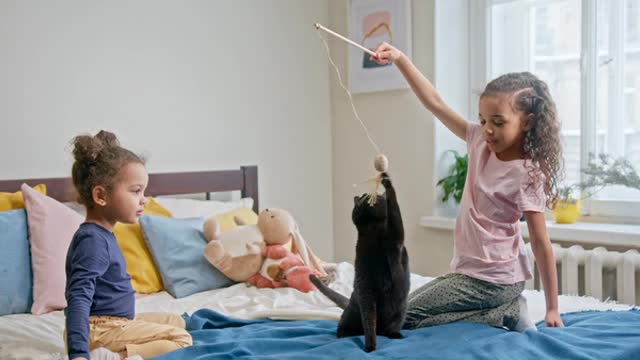 Cute and lovely cats ever playing with kids